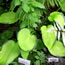 Hosta Paradise Joyce